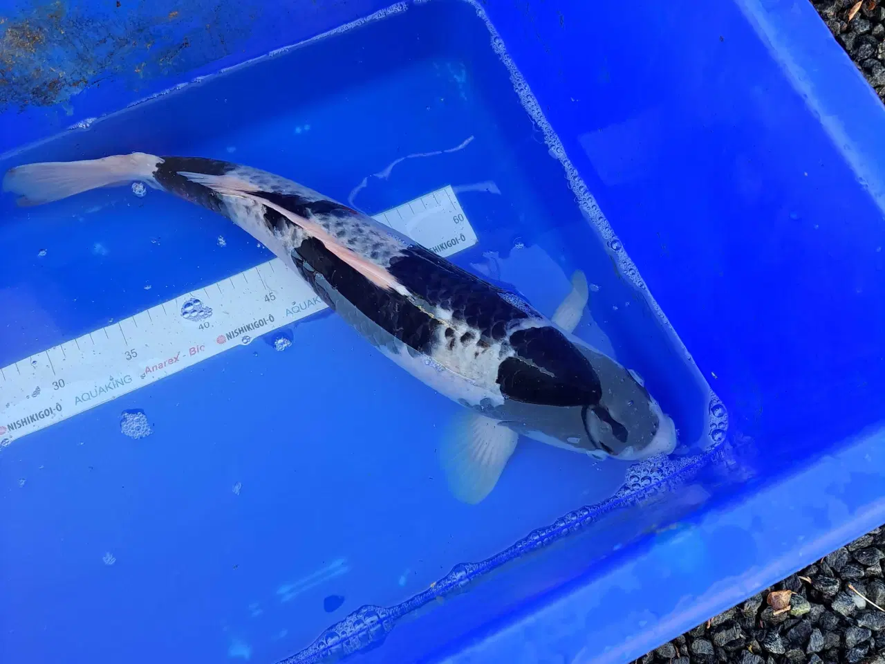 Billede 13 - Koikarper 