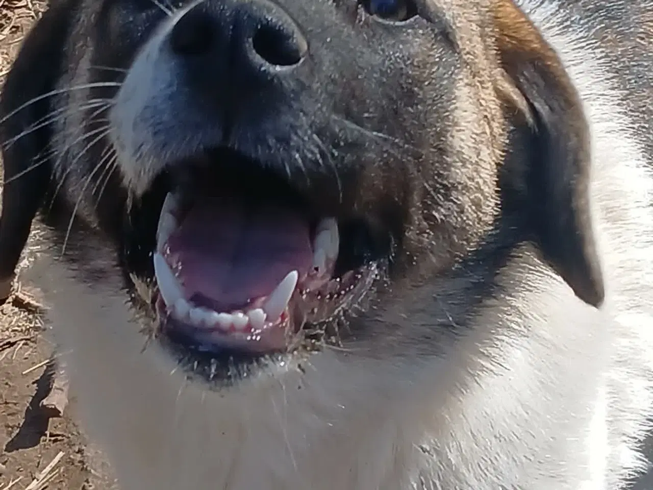 Billede 4 - Smukkeste Savannah 🩷