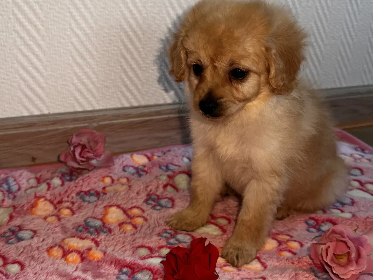 Billede 7 - Cavapoo F2B 