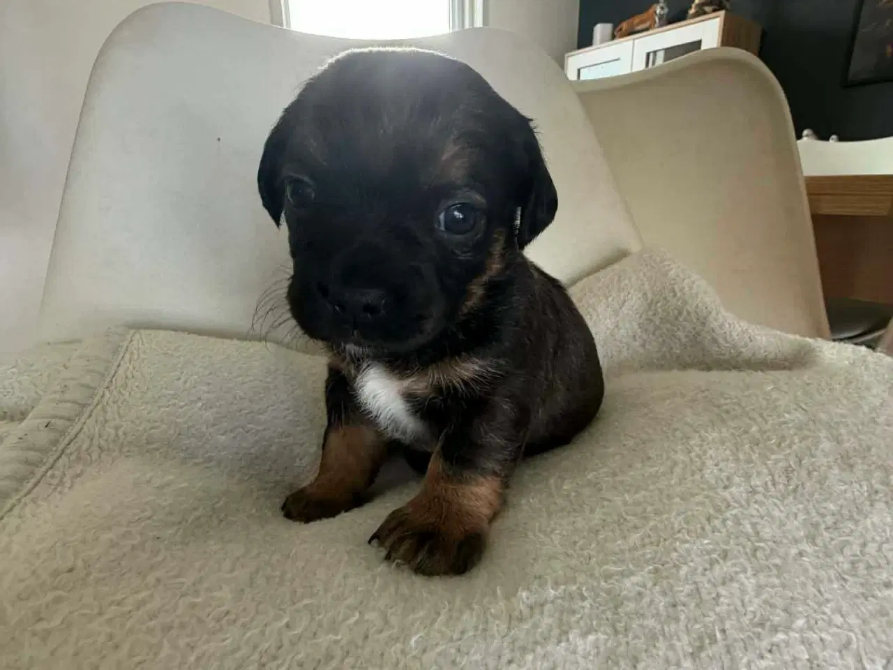 Billede 7 - Mops bl gravhund beagle bomuld