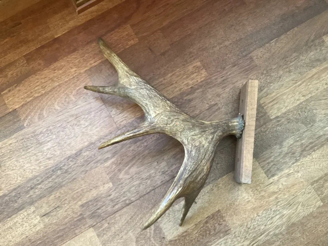 Billede 2 - Kronhjort gevir