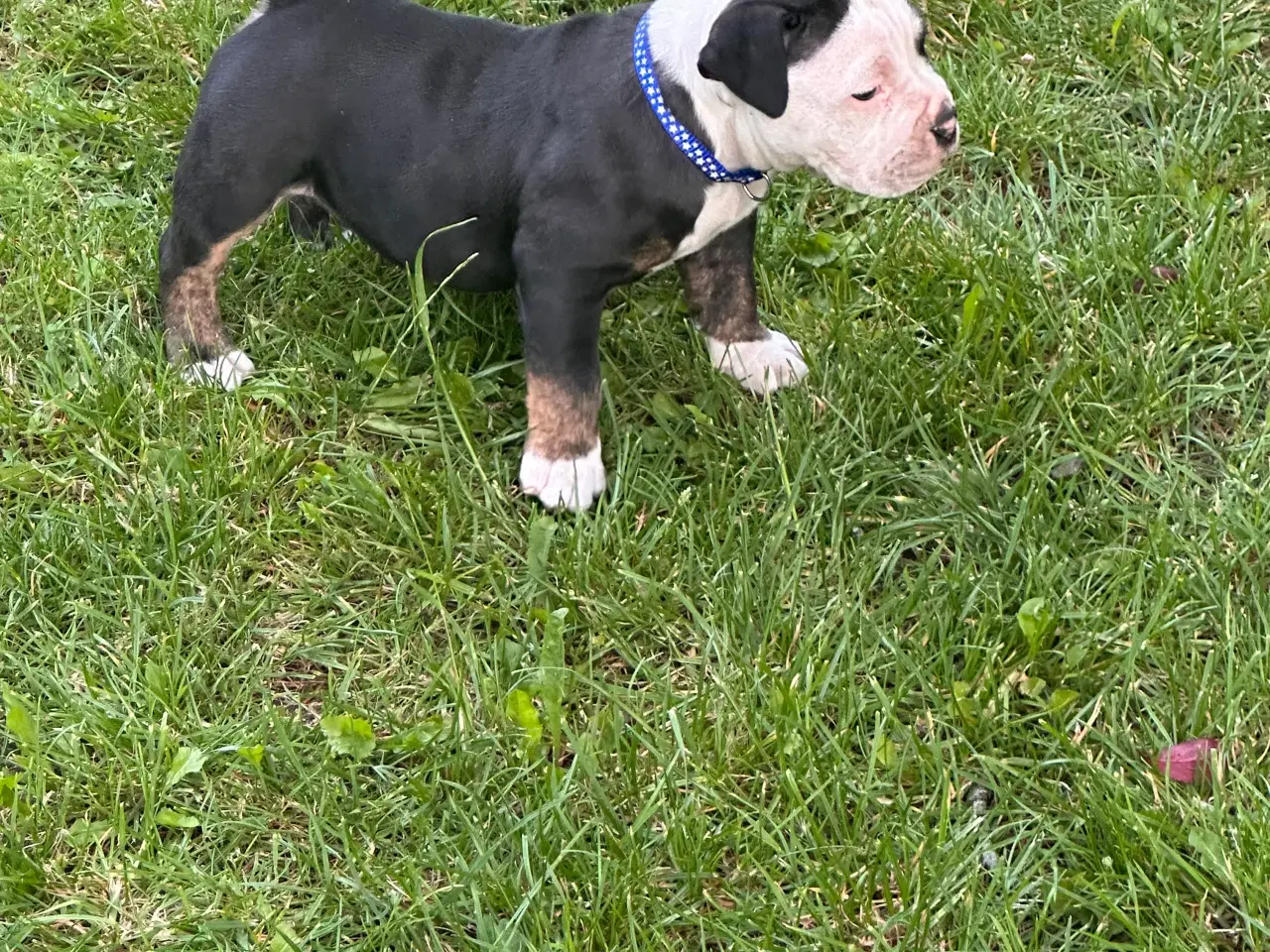 Billede 3 - New english bulldog