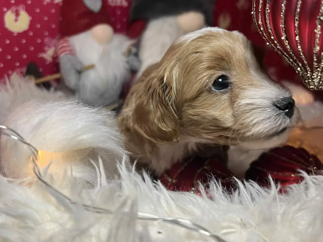 Billede 7 - Maltipoo 