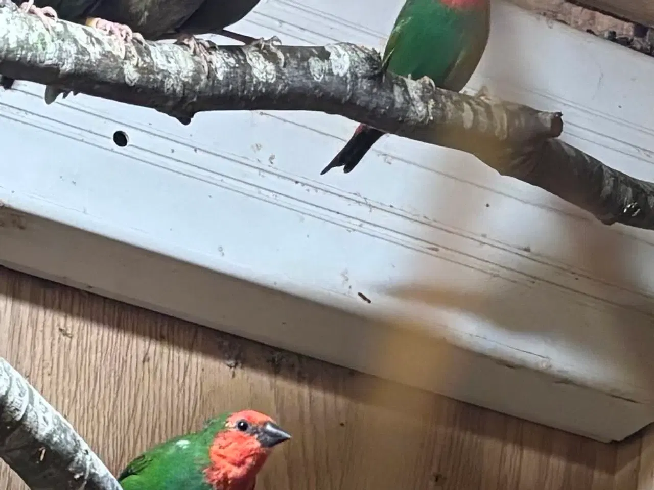 Billede 2 - Småfugle unger