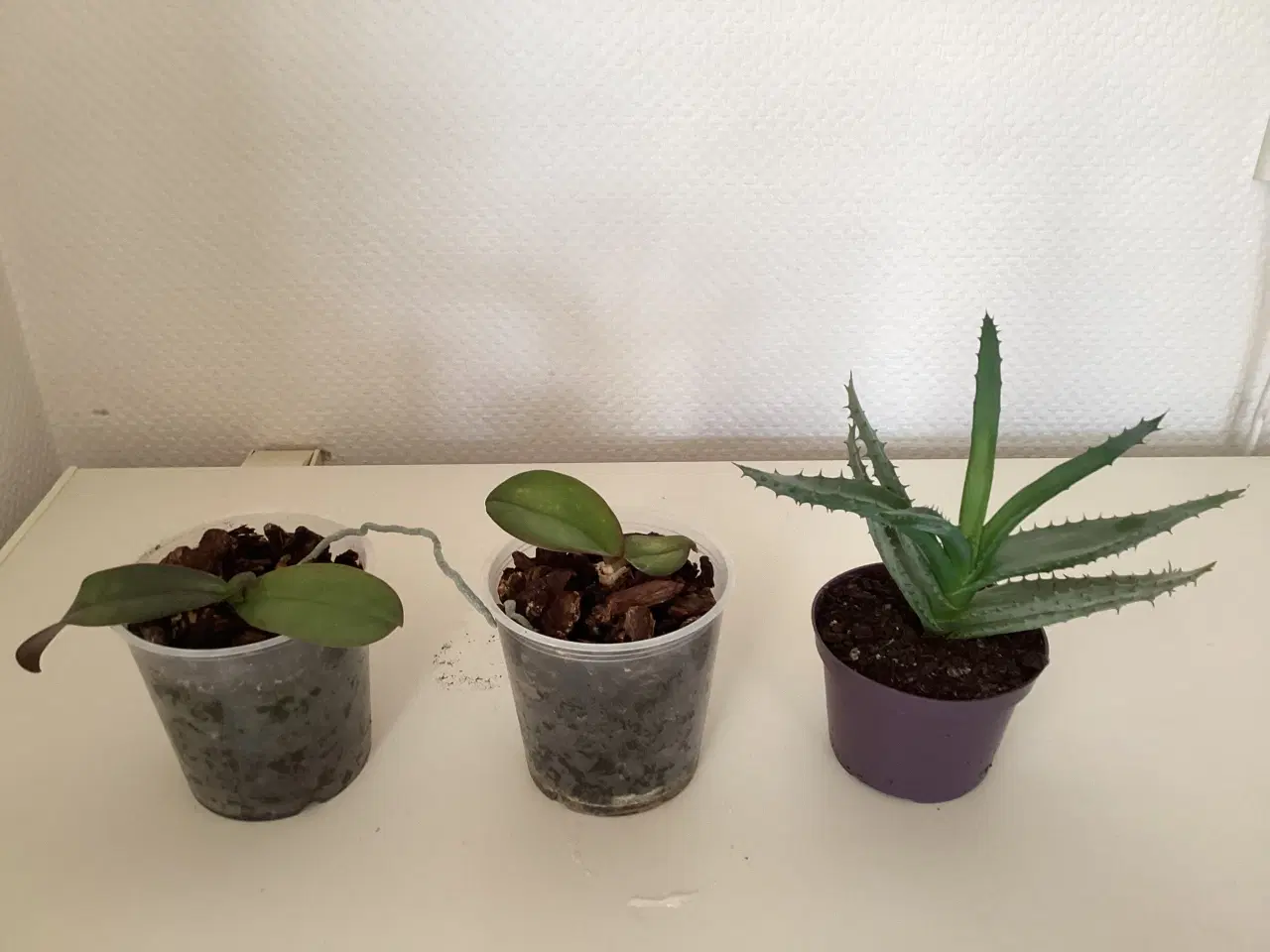 Billede 1 -  5 stk Stue planter