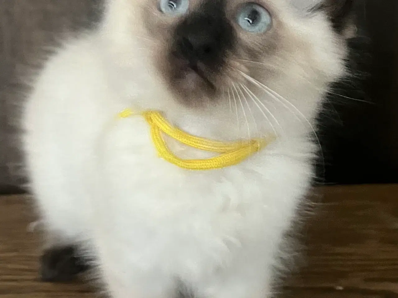 Billede 7 - Hellig Birma/Ragdoll inde katte 