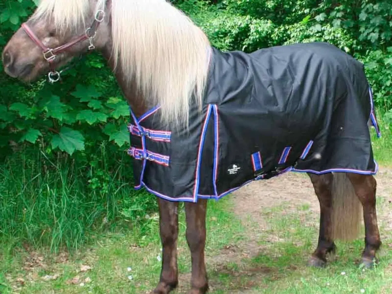 Billede 2 - Icelandic sportscombinator dækken