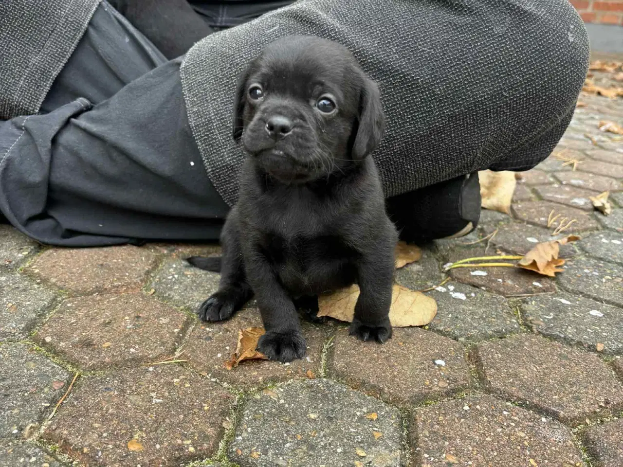Billede 2 - Dansk-Svensk gårdhund blanding