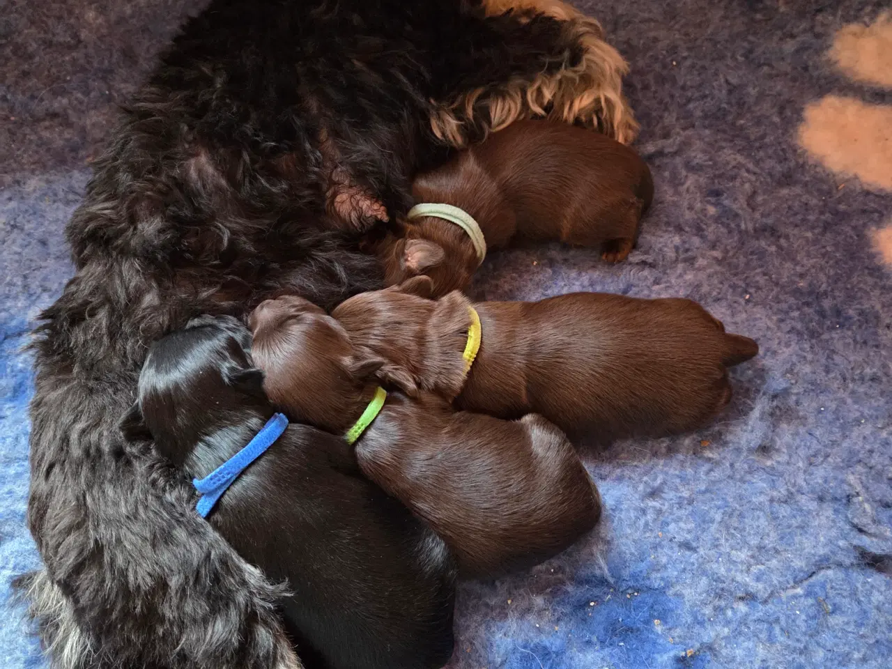 Billede 9 - Bichon havanais hvalpe