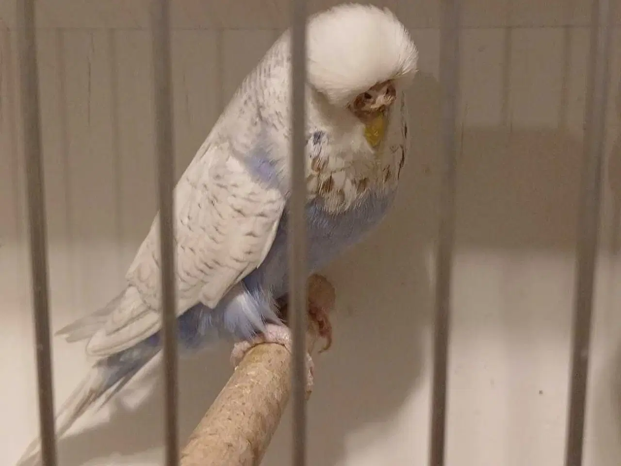 Billede 7 - 1 par Engelske undulater 