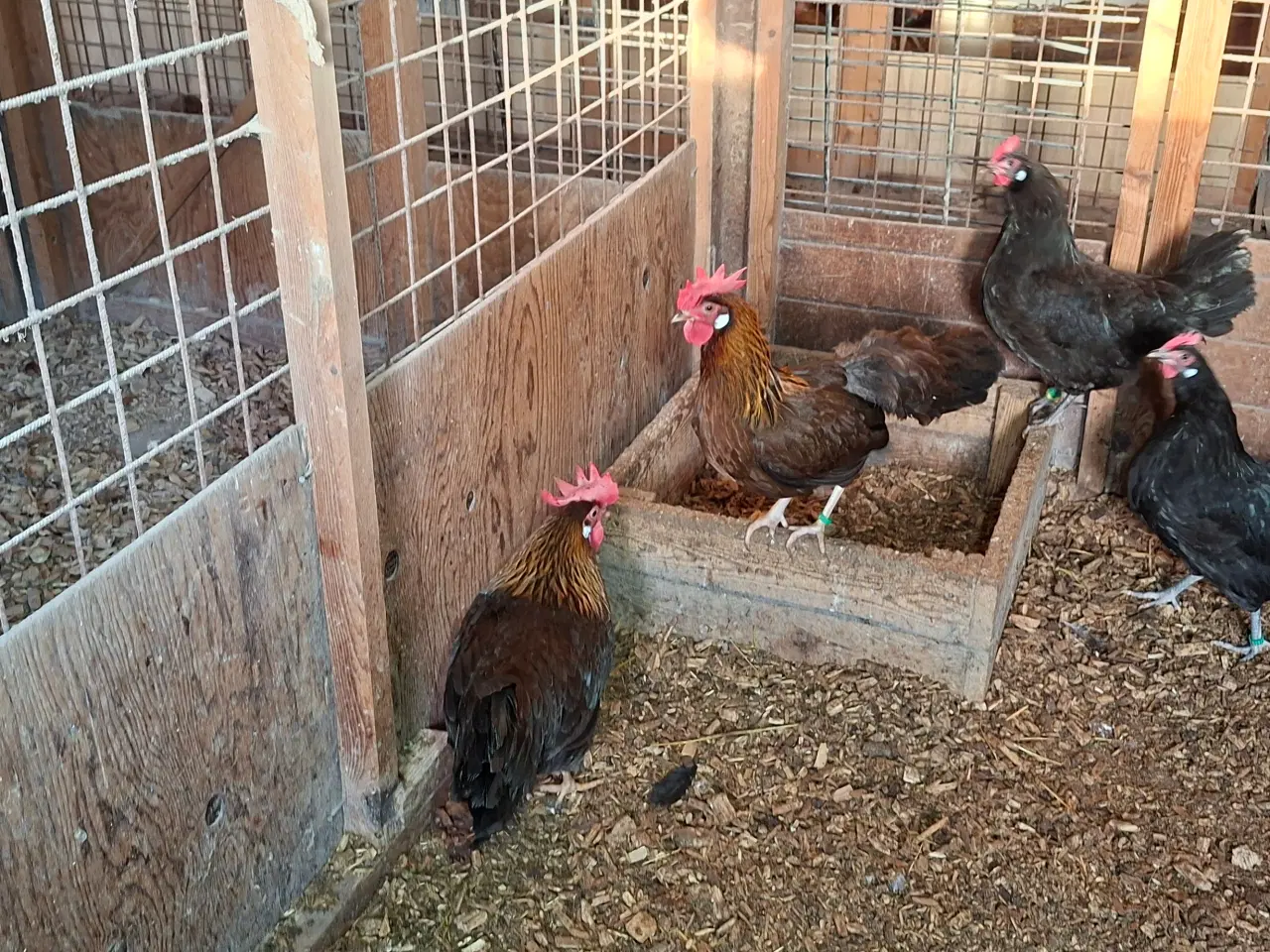 Billede 1 - Høns