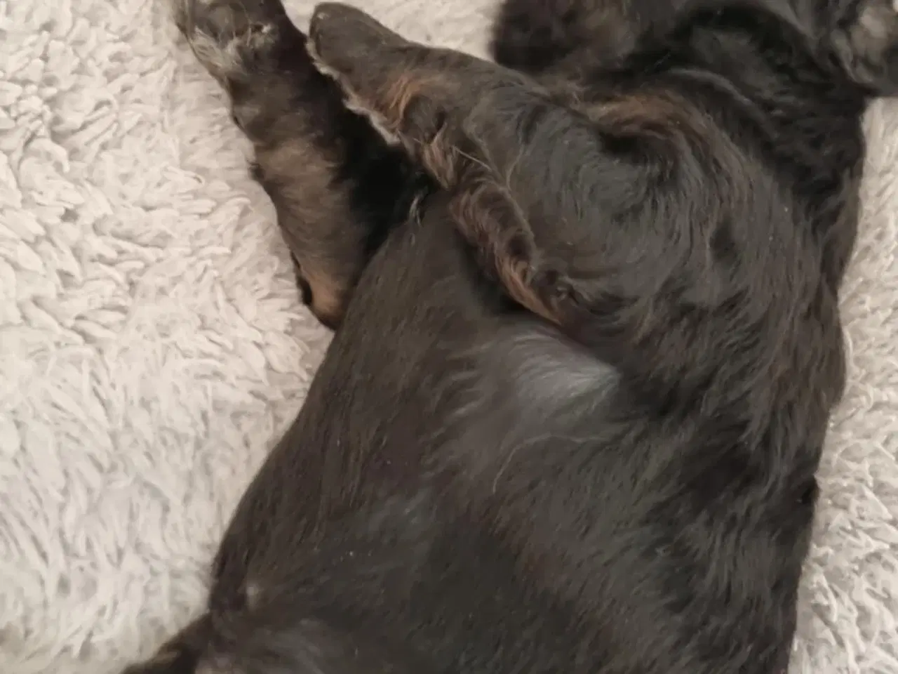 Billede 5 - Skønne Cavapoo-hvalpe – 4 piger og 2 drenge – k