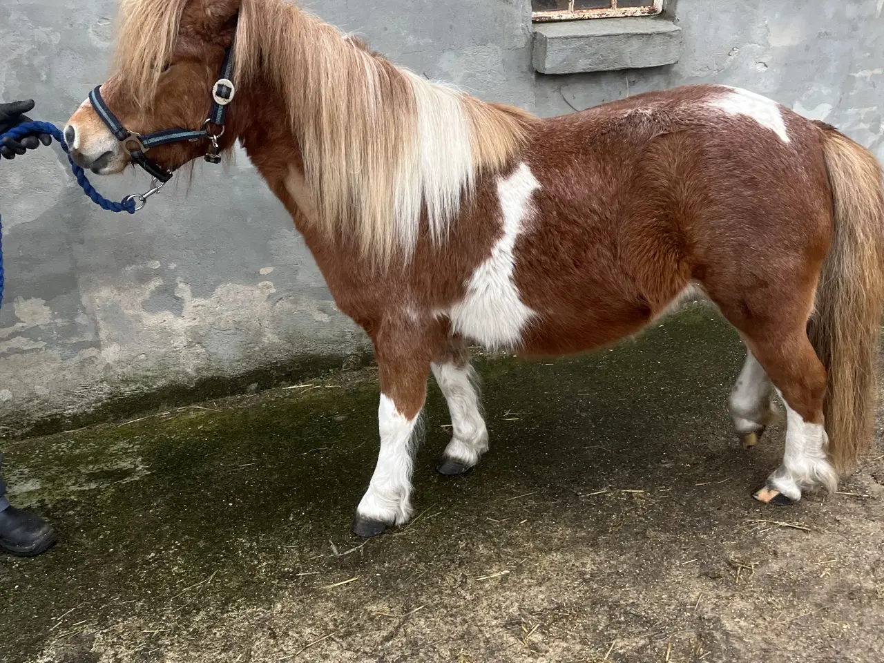 Billede 1 - Flot og virkelig sød shetter hoppe sælges