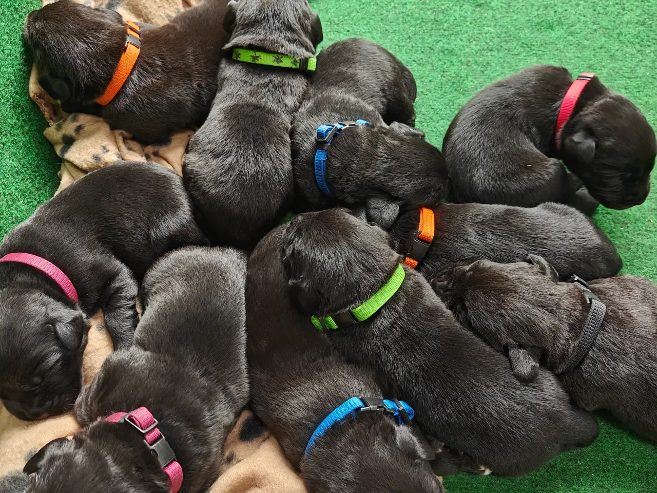 Billede 2 - Labrador hvalpe 