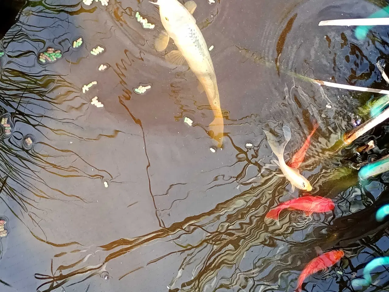Billede 5 - Havedam med fisk og filter pumpe 