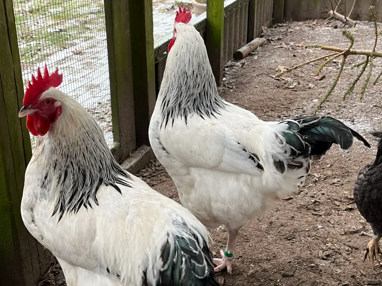 Billede 3 - Lys Sussex unge haner, (stor) og Araucana bl. Hane