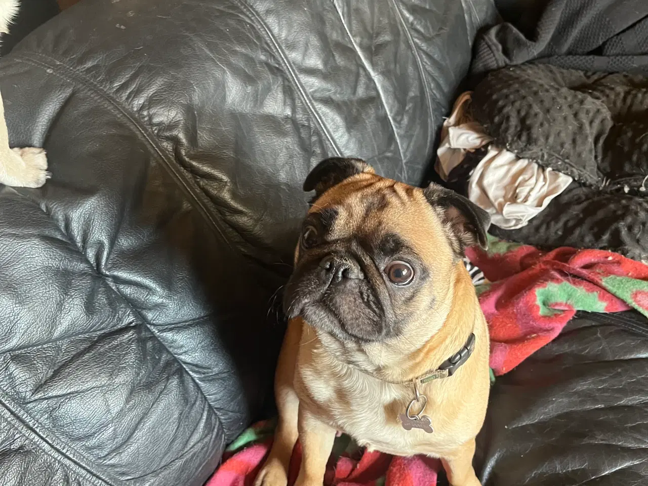 Billede 8 - Mops hvalpe 