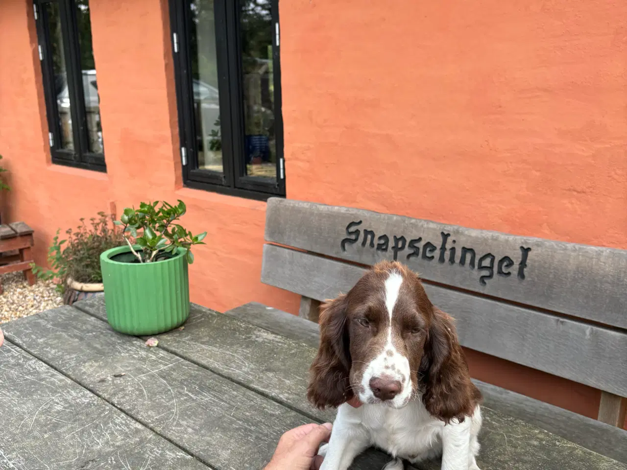 Billede 2 - Engelsk Springer Spaniel