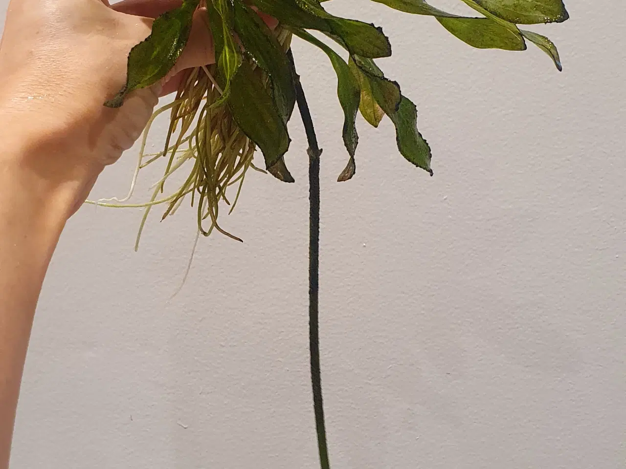 Billede 8 - Planter til akvarium, b: 27 h: 20, Echinodorus uru