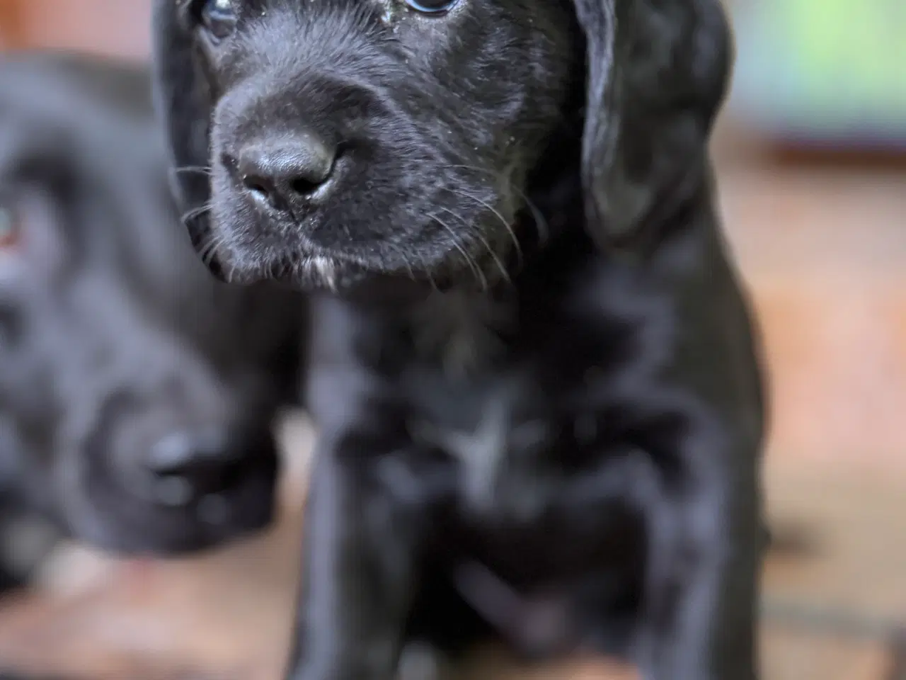 Billede 1 - Labrador og Amerikansk Cocker spaniel (Cockerdor)