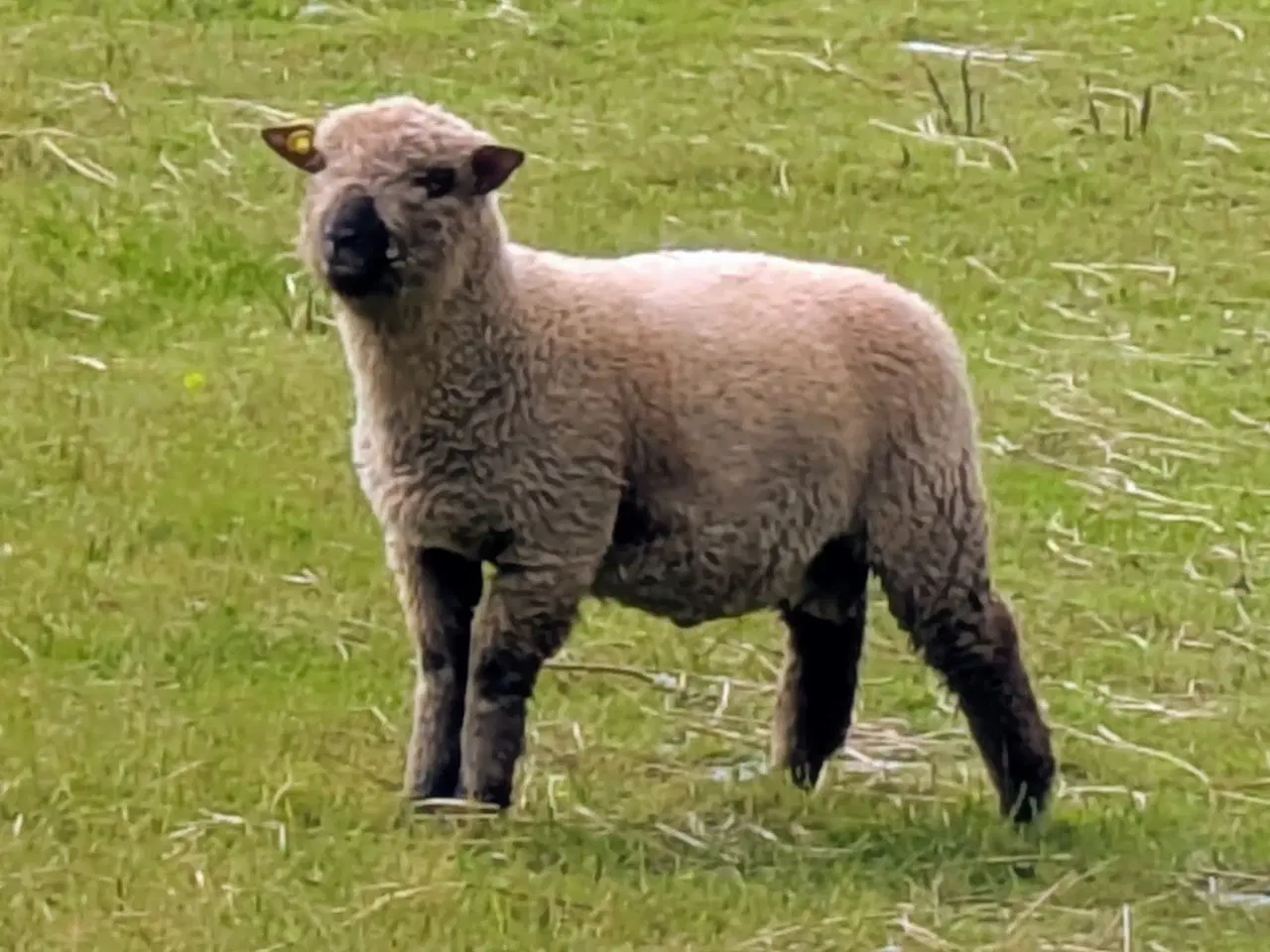 Billede 4 - Shropshire vædderlam