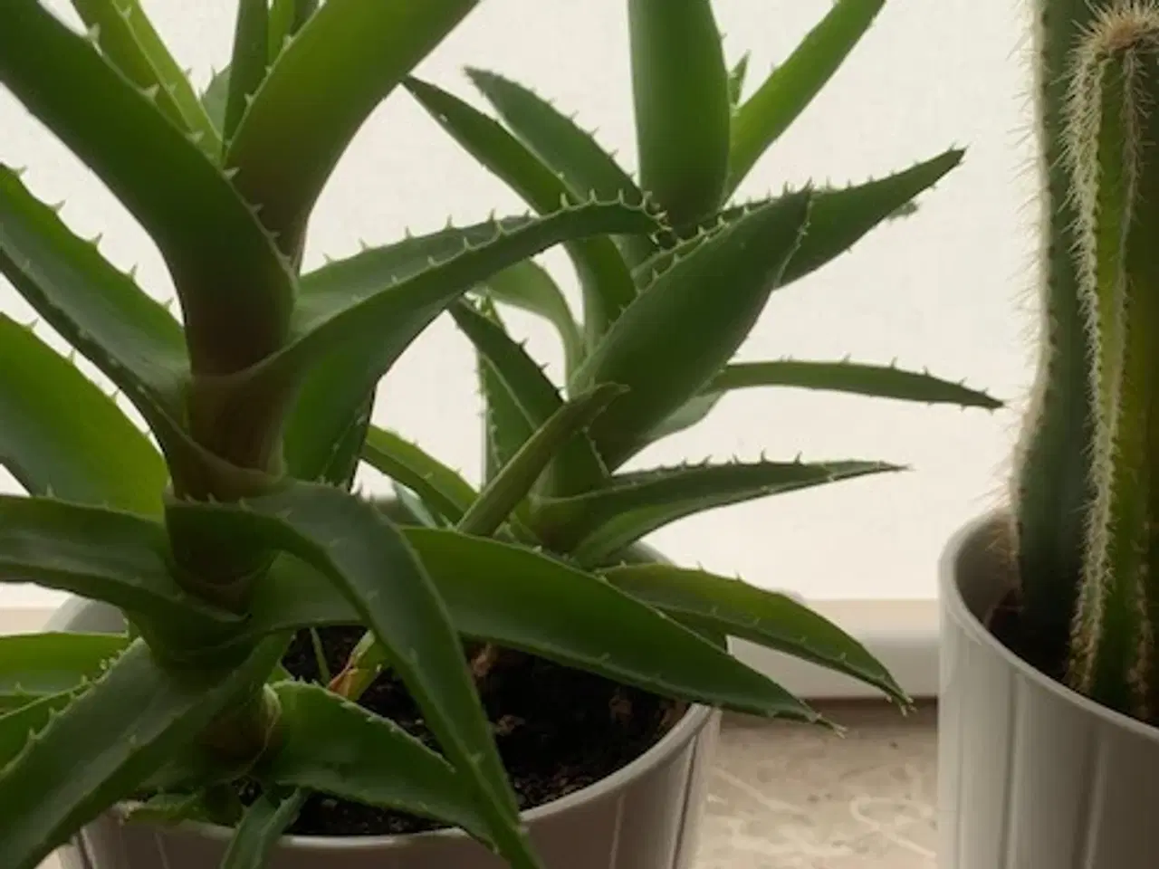 Billede 6 - 3 stk høje kaktusser inkl. hvide urtepotteskjulere