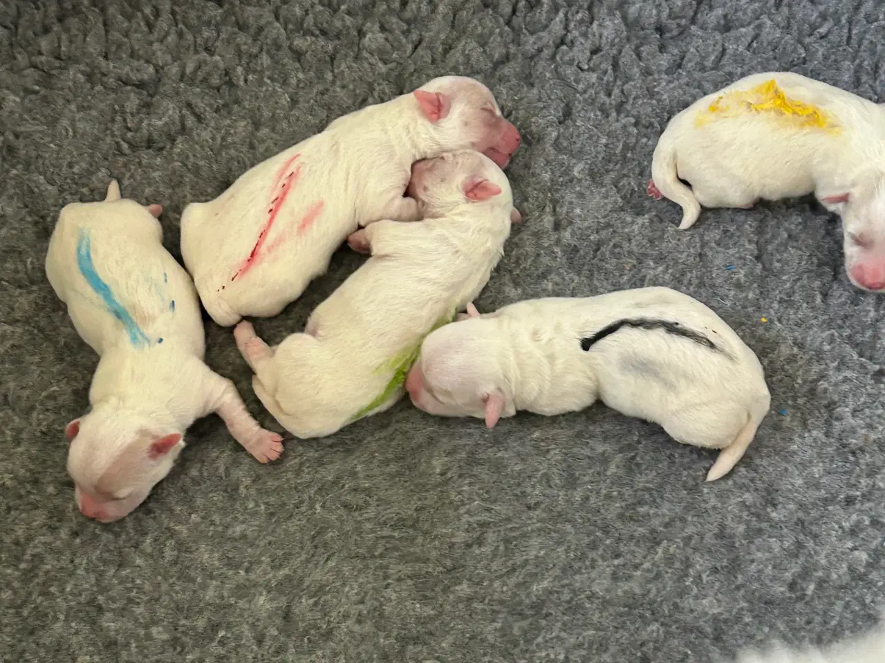 Billede 1 - Bomuldshunde hvalpe klar uge 24