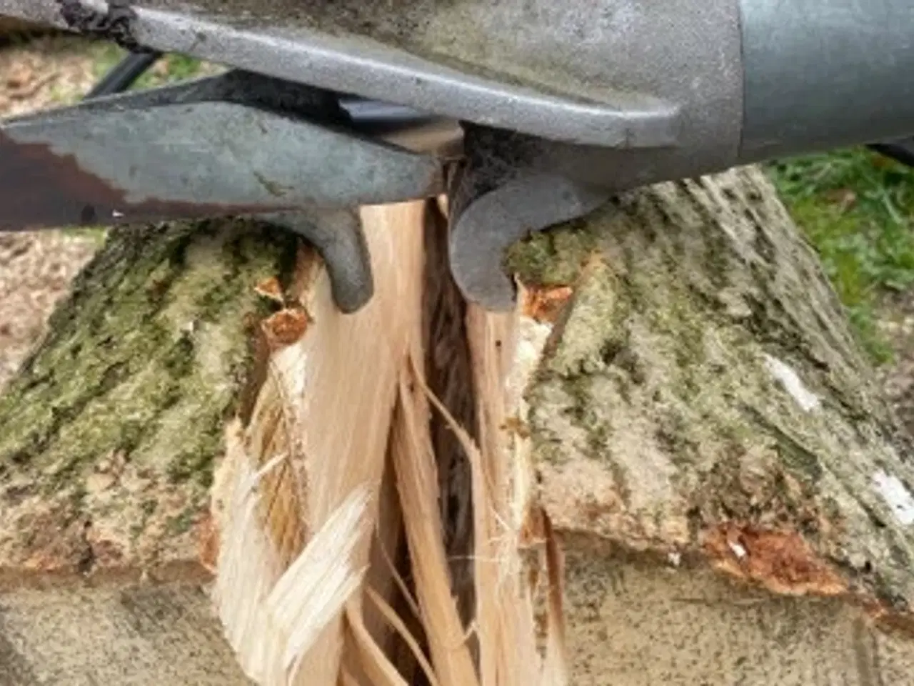 Billede 2 -  - Storkævlekløveren