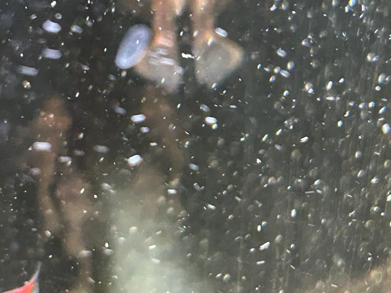 Billede 10 - 🐟 LDA16 Ancistrus maller – sunde og aktive