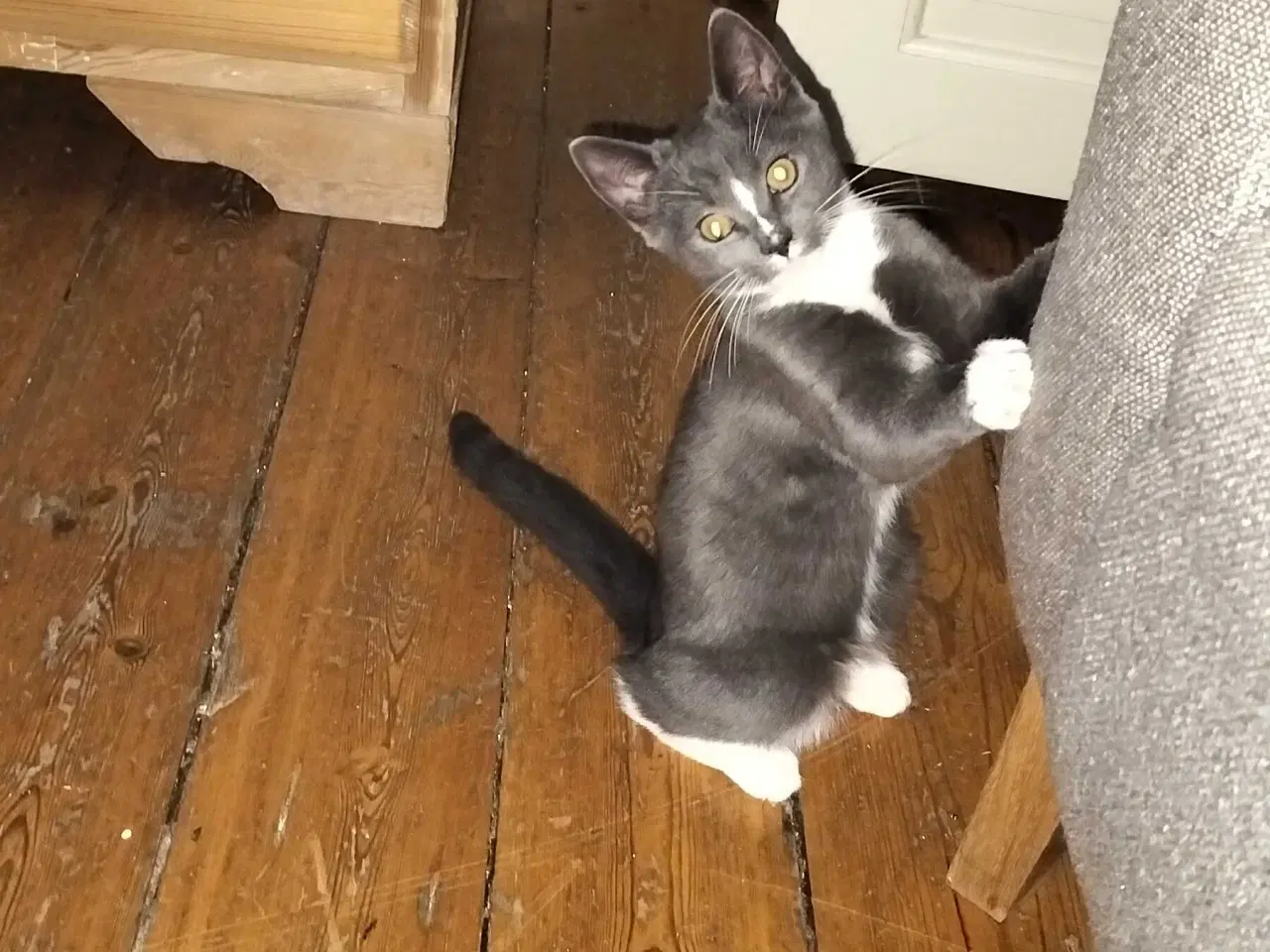 Billede 3 - Lille sød hankat