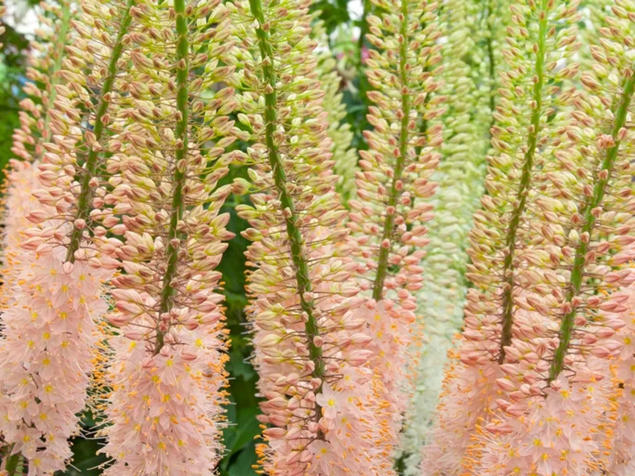 Billede 5 - Eremurus / Kleopatras nål - Flere forskellige
