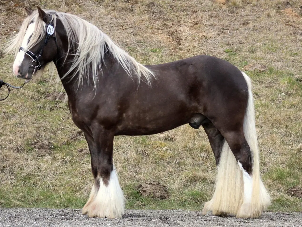 Billede 8 - 2 års skøn Tinker vallak, Satin’s Bølle Bob