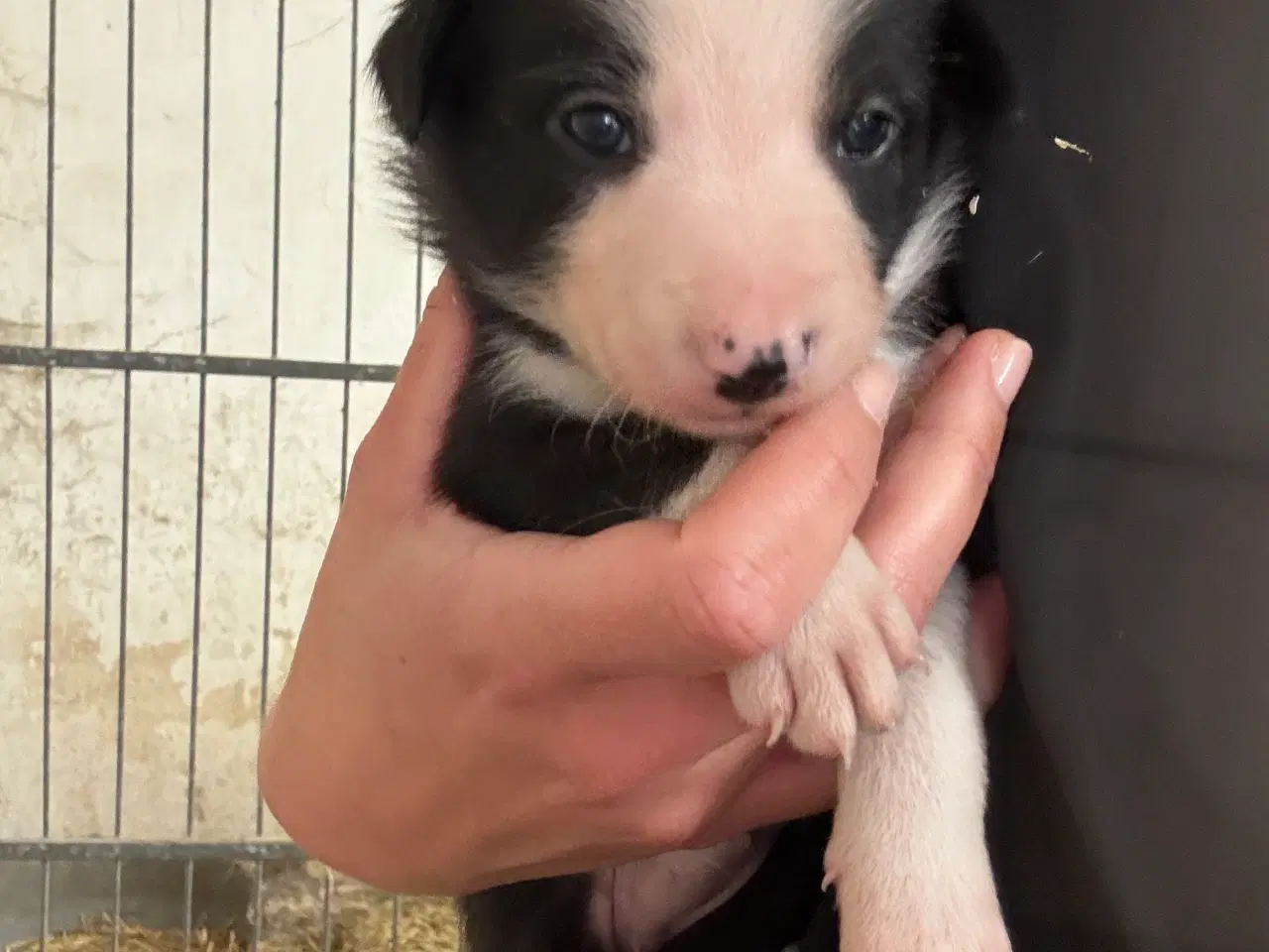 Billede 10 - Border Collie hvalpe