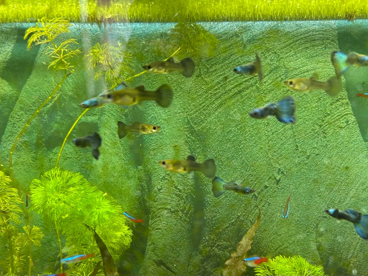 Billede 7 - 🐟🔵 Blue Moscow Guppy Par sælges - Viby J