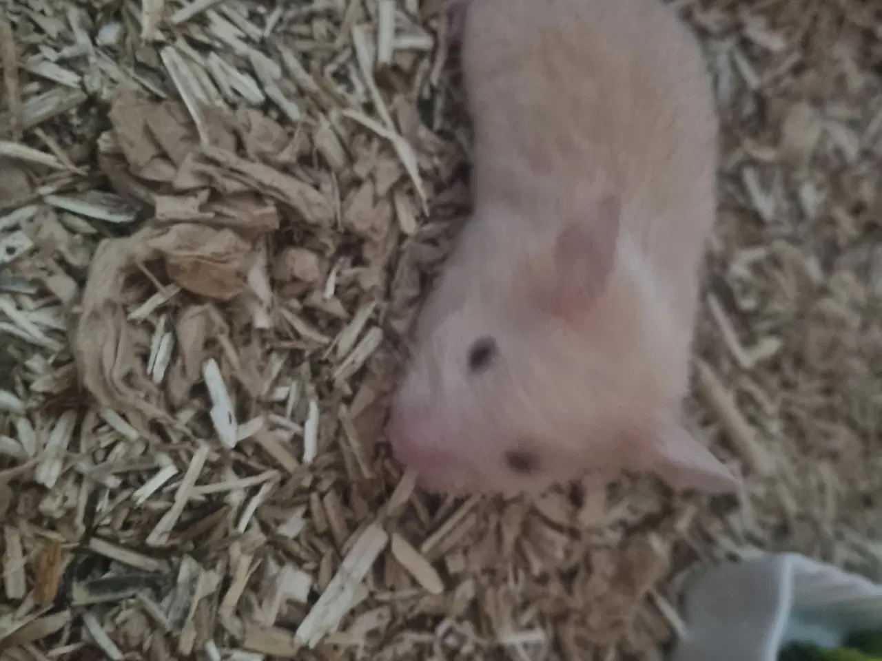 Billede 5 - Guldhamster unger sælges 
