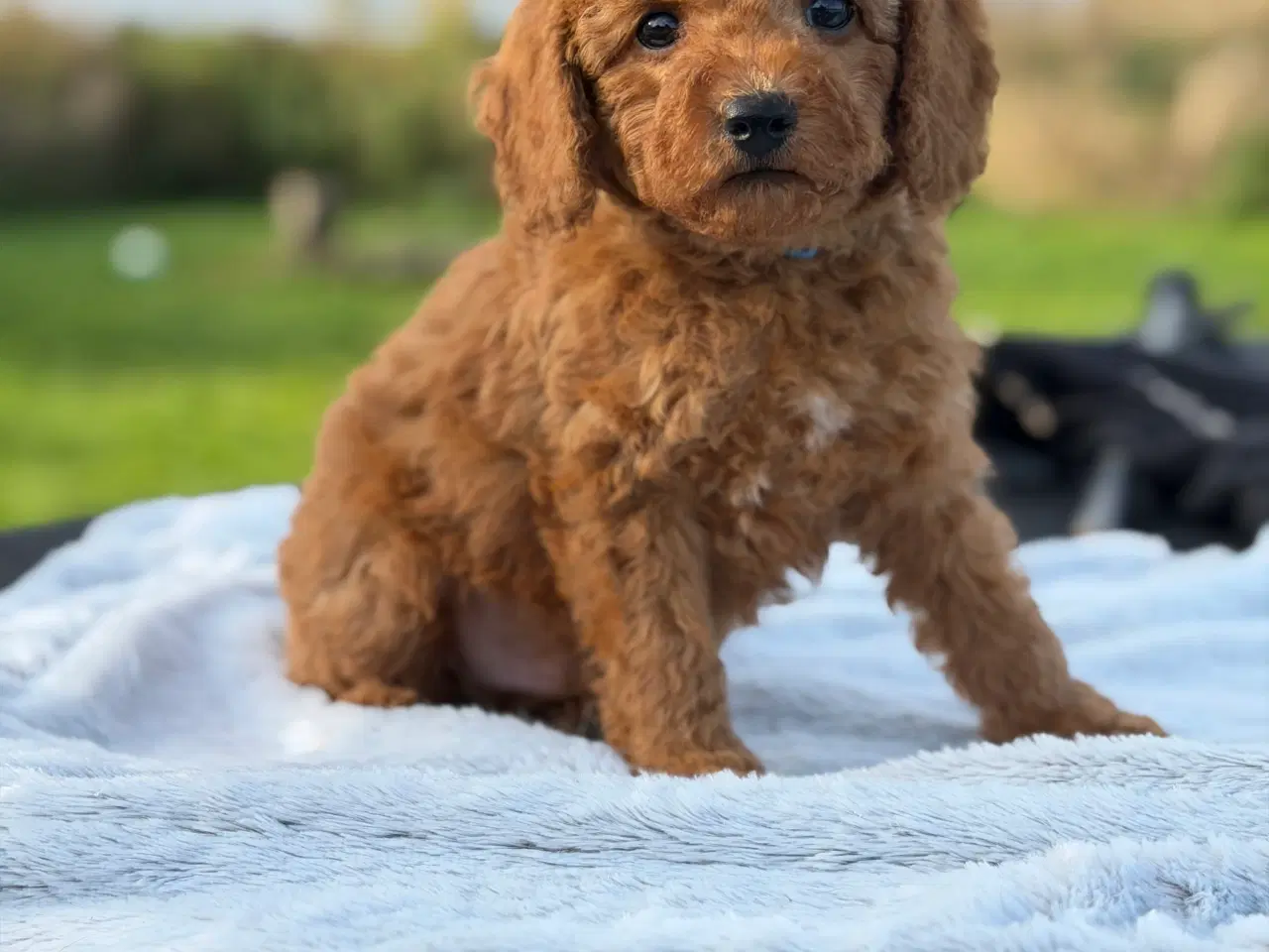 Billede 2 - Røde Puddel