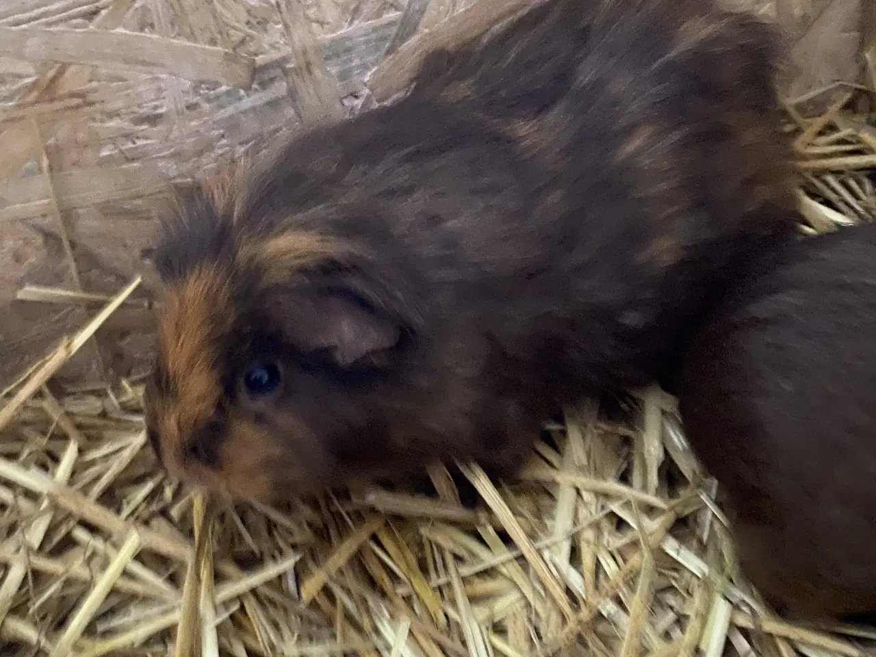 Billede 4 - Ophør med marsvin