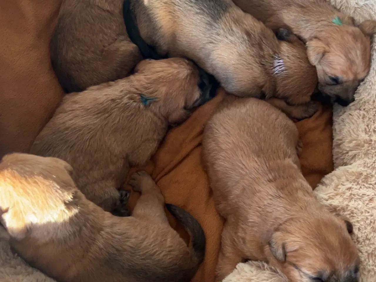 Billede 6 - Irish softcoated Wheaten terrier