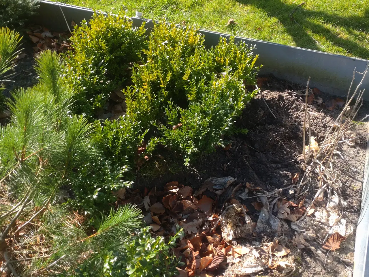 Billede 1 - Buksbom. Hortensia