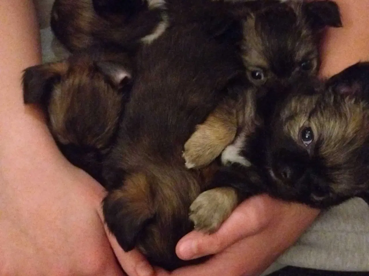 Billede 5 - Chihuahua/Papillon hvalpe