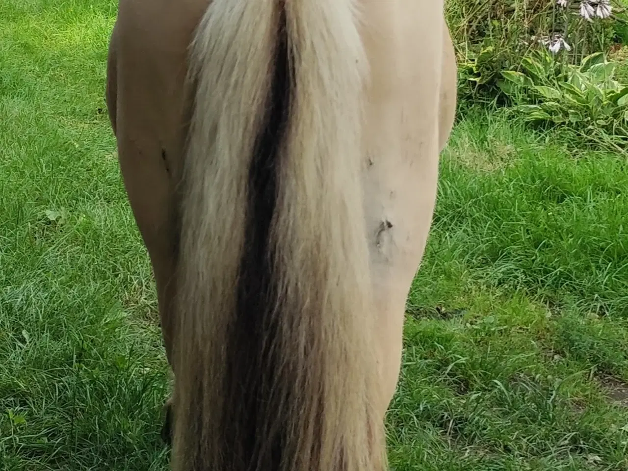 Billede 5 - Fjordhest, 2 år, 150 cm