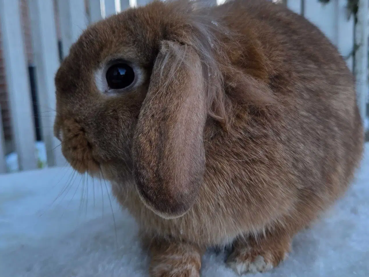 Billede 3 - Skøn og tam løvevædder hun