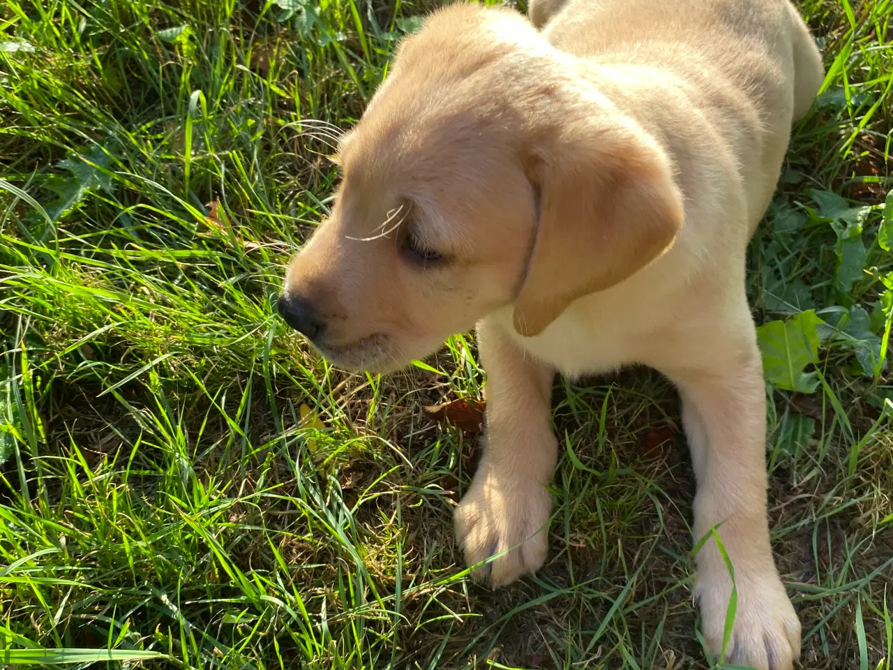 Billede 5 - Labrador Retriever Dkk
