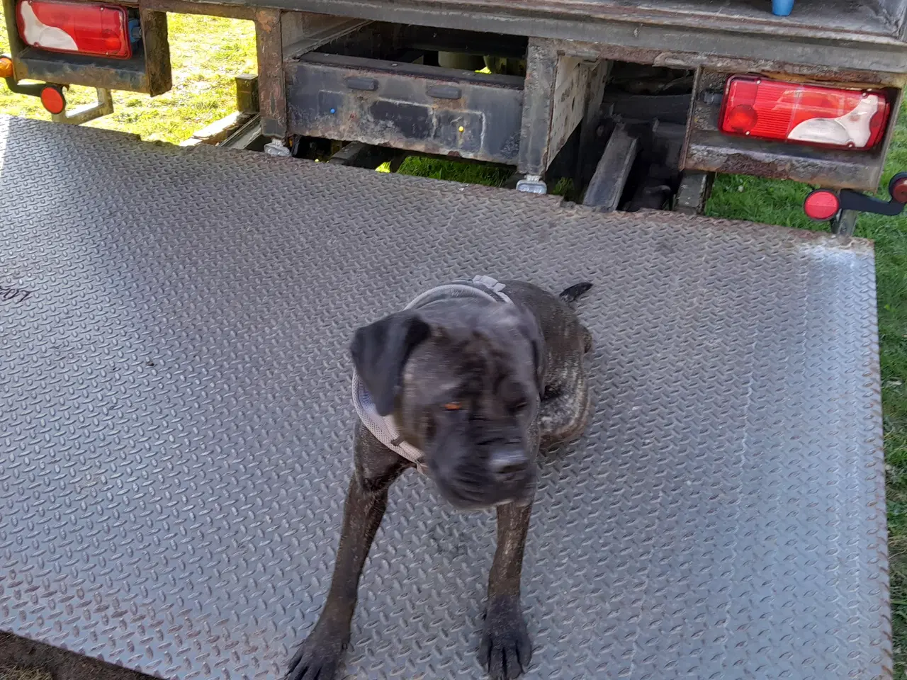 Billede 6 - Cane Corso Hvalpe Sælges. Læs helle teksten. 