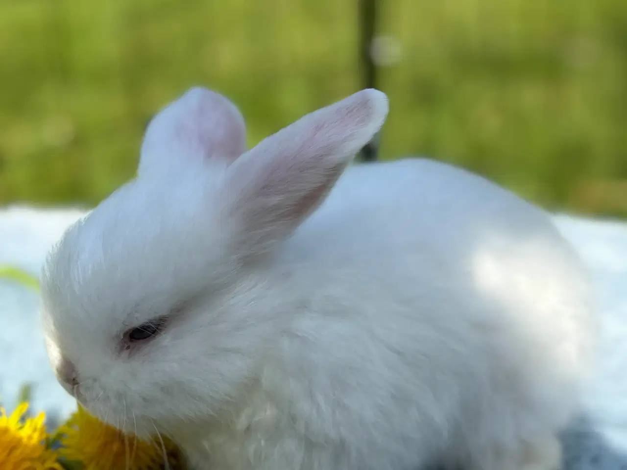 Billede 2 - Minilop kanin unge