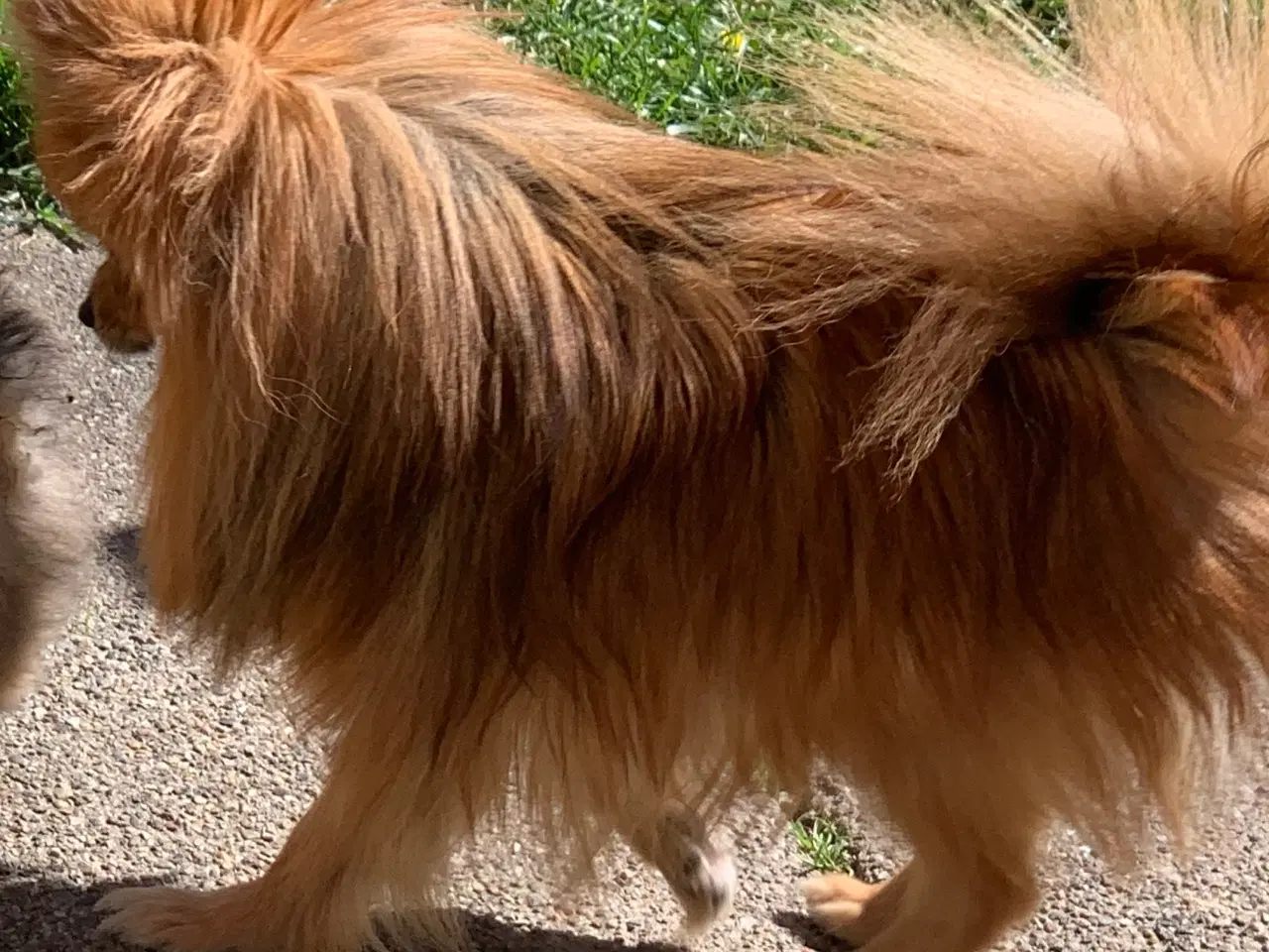 Billede 3 - Pom-chi tæve 15 måneder