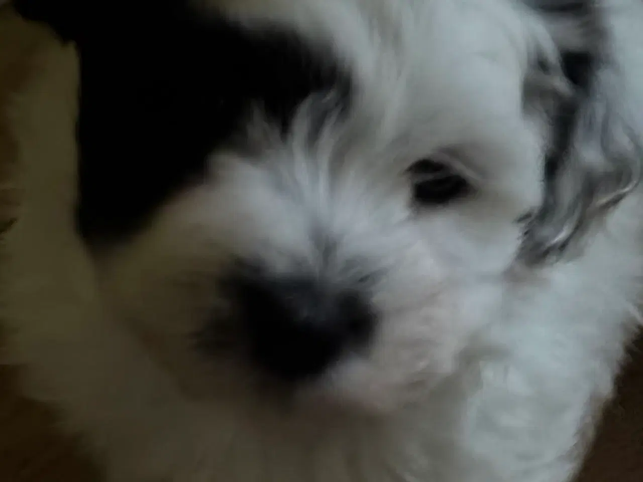 Billede 8 - Bichon Havanais. 