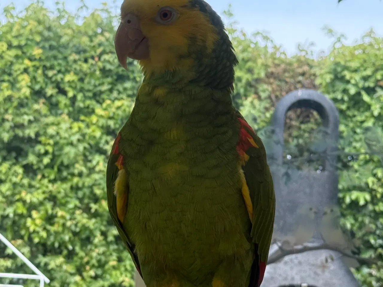 Billede 3 - 🦜 Double Yellow Head Amazon par søger nyt hjem 🦜