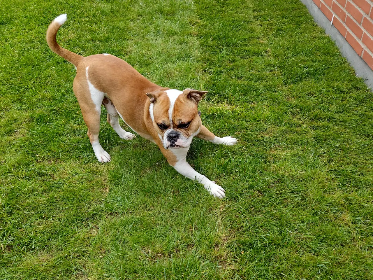 Billede 2 - Socialiseret og børnevenlig Bulldog blanding