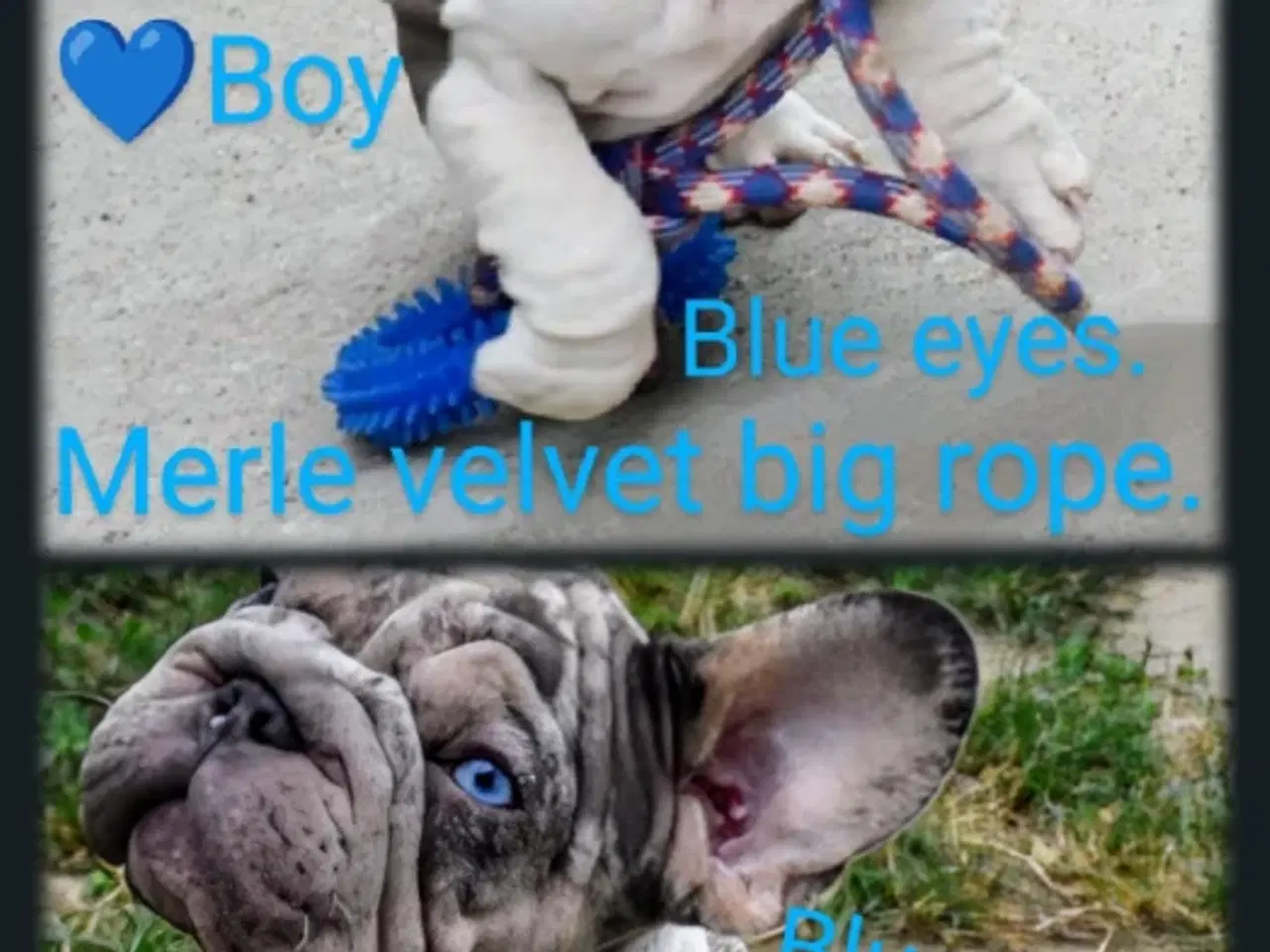 Billede 6 - Fransk bulldog 